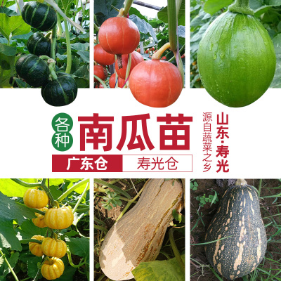 蔬菜广东省香甜四季种子苗