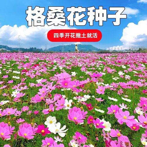 波斯菊花籽子格桑花太阳花组合
