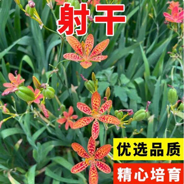 中药材射干种子适应性强旱地种植耐旱耐寒四季种植可套作林下种植
