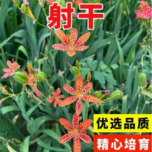 中药材射干种子适应性强旱地种植耐旱耐寒四季种植可套作林下种植