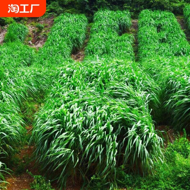 黑麦草种籽子种四季多年生耐寒牧草种籽畜牧养殖鸡鸭牛羊鱼草种子