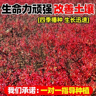 碱蓬草种子盐荒菜荒碱菜盐地碱蓬种子沙地荒地耐盐碱治理土壤改良
