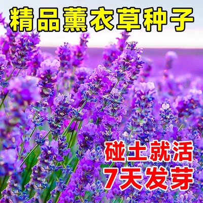 薰衣草花籽盆栽四季开花种子