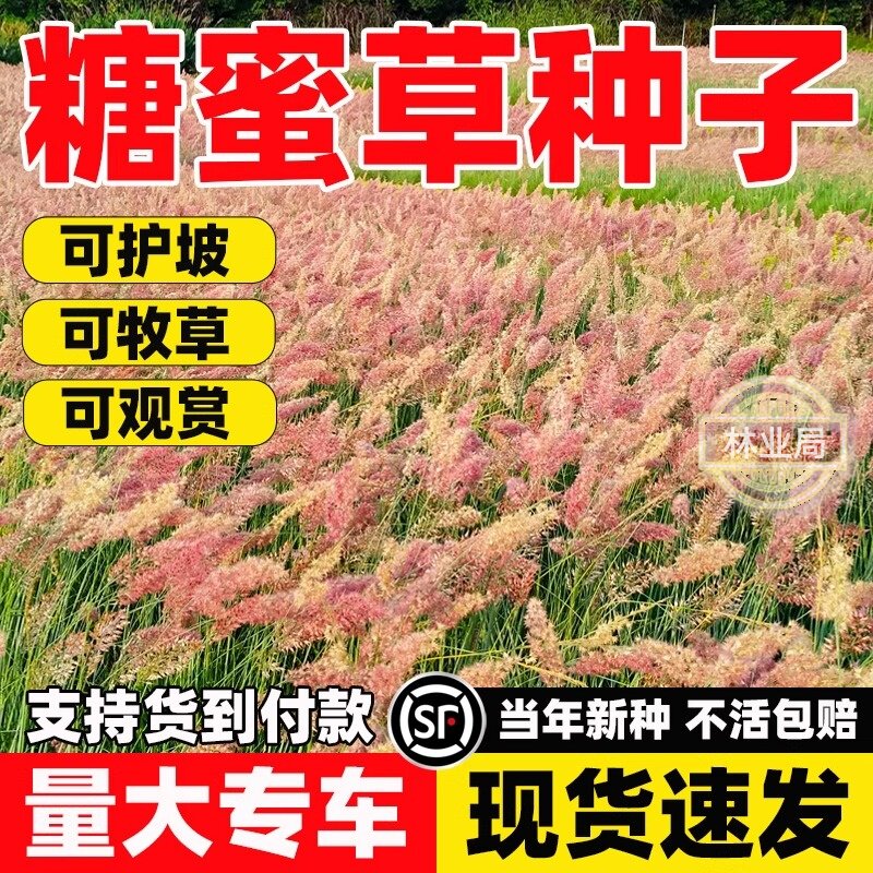 糖蜜草种子耐寒四季南北方种植牧草种籽护坡固土花园配景观赏草籽