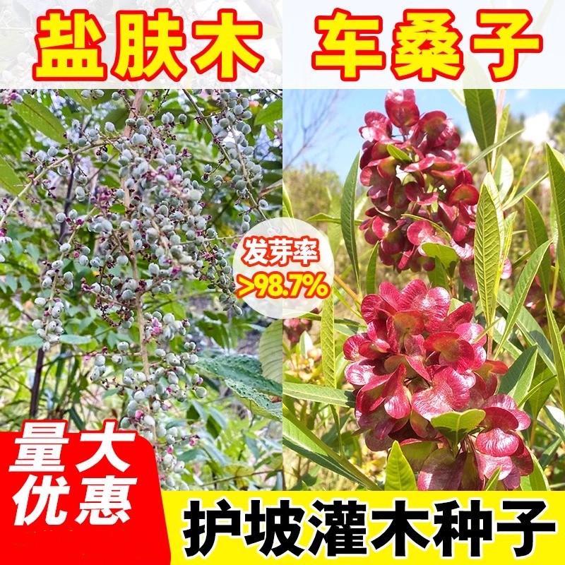 护坡灌木草籽盐肤木车桑子多年生边坡固土公路绿化堤坝修护种子孑