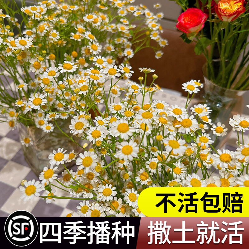 洋甘菊花种子花种子四季易种花草卉盆栽植物花种籽子花组合