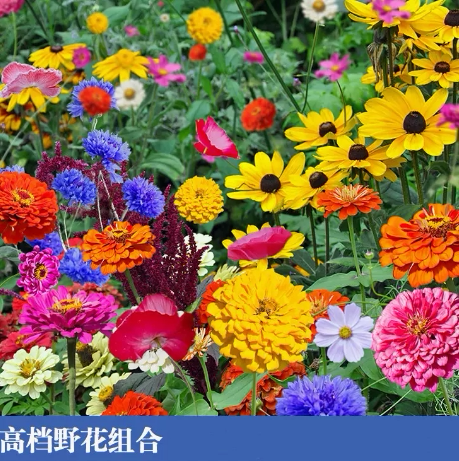 重瓣太阳花花种子花籽野花组合四季种植开花室外庭院格桑花花籽太