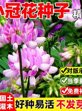 花卉庭院多年生固土四季播易成活
