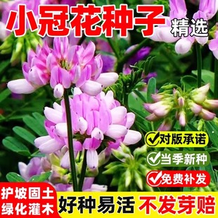 小冠花种子四季护坡灌木种子复绿绿化易活草种籽养蜂蜜源绿肥草籽