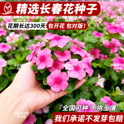 长春花种子日日春三万花卉种籽开花不断易种易活室内阳台盆栽