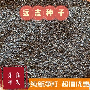 药材种子散装远志籽 远志种子 春秋四季种植抗旱易管理