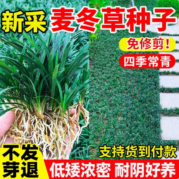 麦冬草种子四季常青耐寒图片