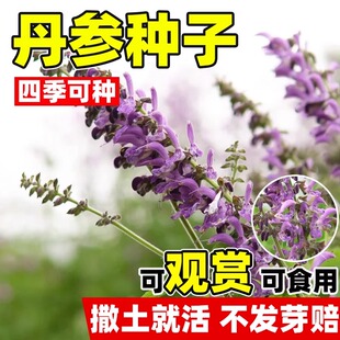 丹参种子中药材野生特级丹参新鲜红丹参种籽四季种植易活高产人参