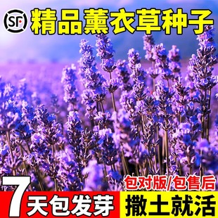 薰衣草种子盆栽四季开花易活庭院阳台室内外花草籽驱蚊虫香草种孑