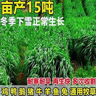 黑麦草种籽子种四季多年生耐寒牧草种籽畜牧养殖鸡鸭牛羊鱼草种子