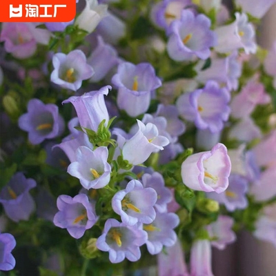 风铃草花种室内四季播种开花盆栽花籽花种籽子孑草籽种孑种植阳台