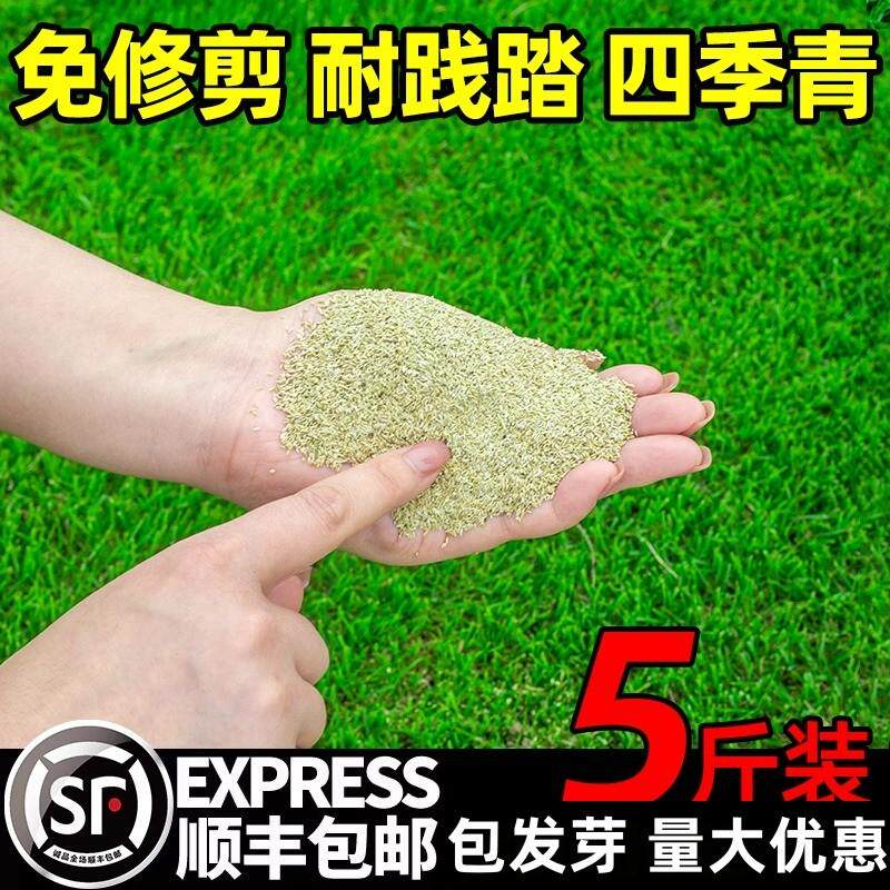 草坪草籽四季常青护坡狗牙根庭院地毯草种子绿化马尼拉黑麦草皮孑图片