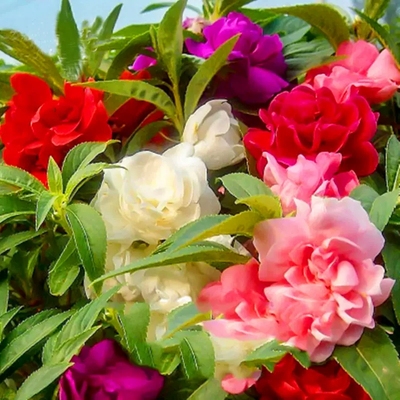 重瓣茶花凤仙花种子多色指甲草指甲花盆栽种植易活花种籽子孑