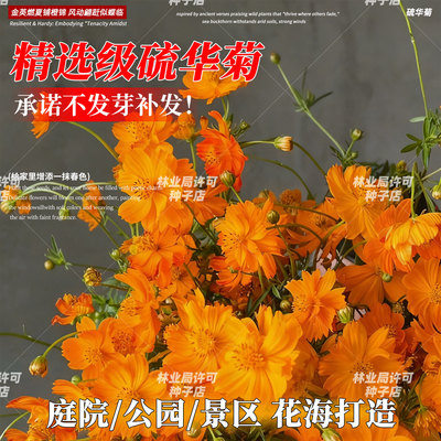 硫华菊种子四季开花庭院别墅花卉黄秋英硫化菊波斯菊花海景观种籽