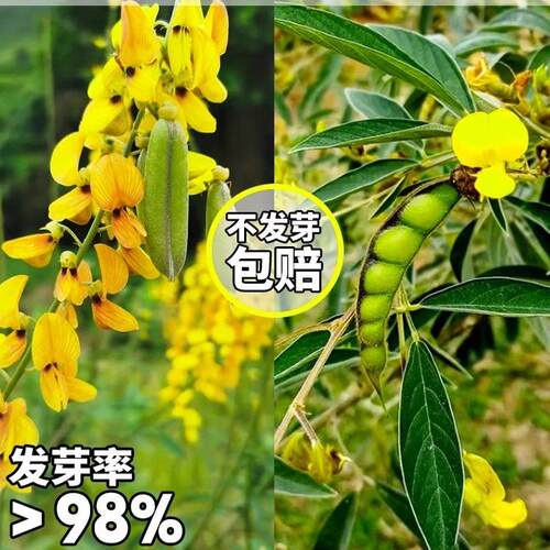 灌木草籽木豆种子猪屎豆种籽