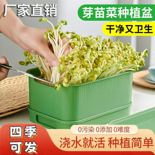 旅柘育苗盘无公害发芽专用种植盆健康黄绿豆芽罐家庭阳台种植a52