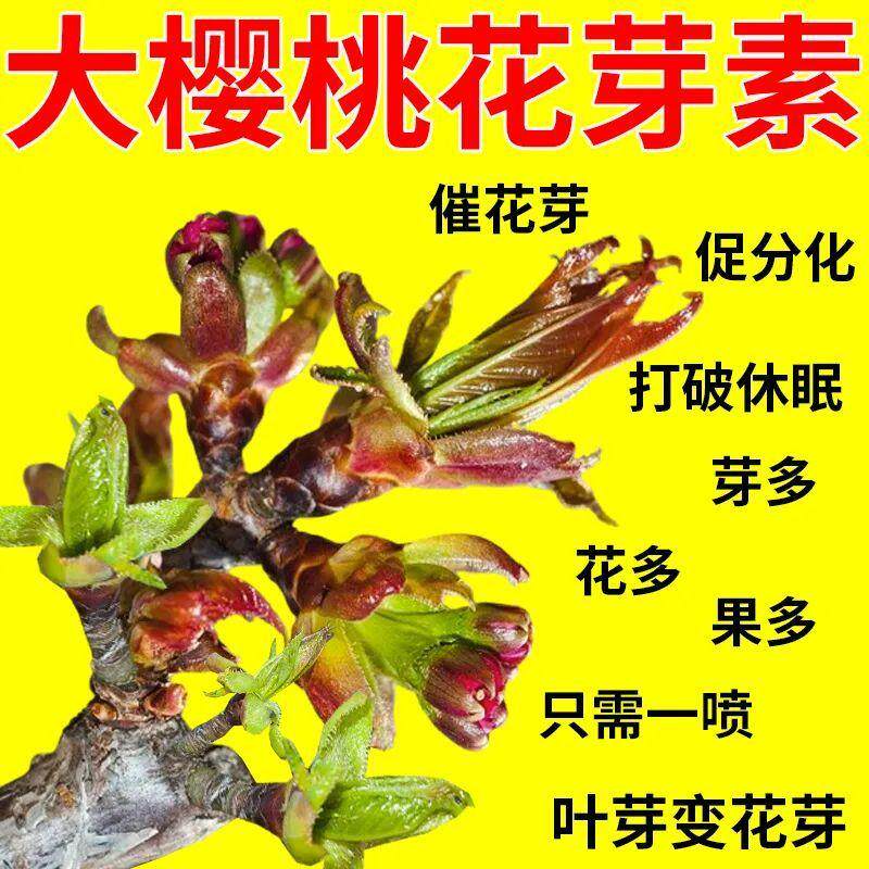 大樱桃点叶芽变花芽药花芽分宝果树花芽分化叶面肥樱桃催花坐果素