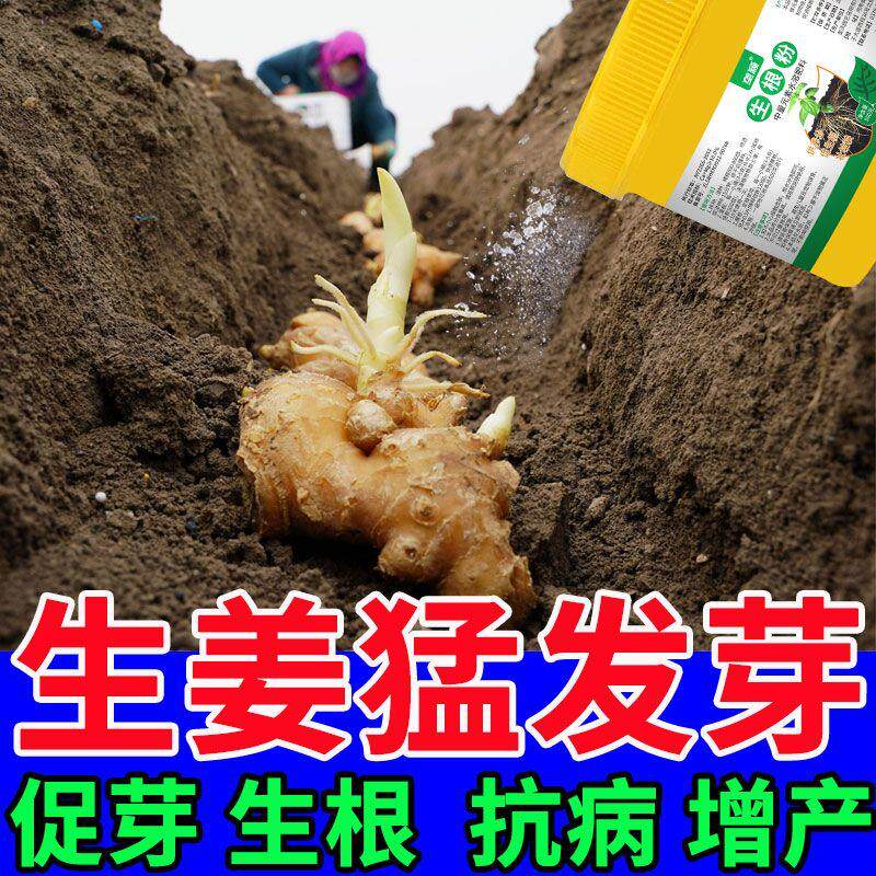 生姜拌种剂催芽生根提高发芽壮苗促分杈防姜瘟杀菌姜种大姜浸种剂