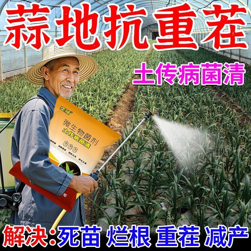 大蒜重茬根腐改良菌肥