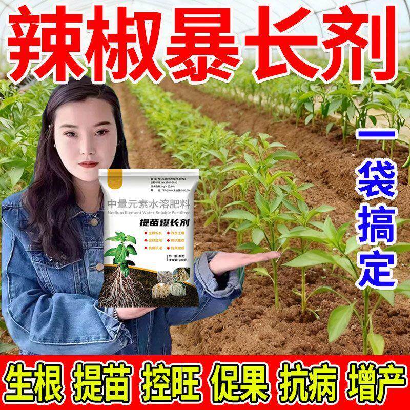 辣椒育苗生根壮苗促长抗病增产