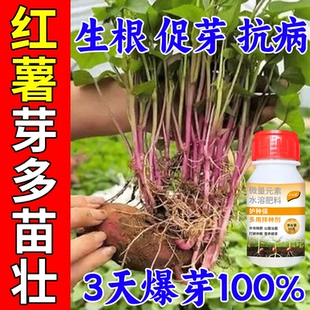 红薯拌种剂催芽剂快速生根发芽促分杈防虫害杀菌红薯种泡种浸种剂