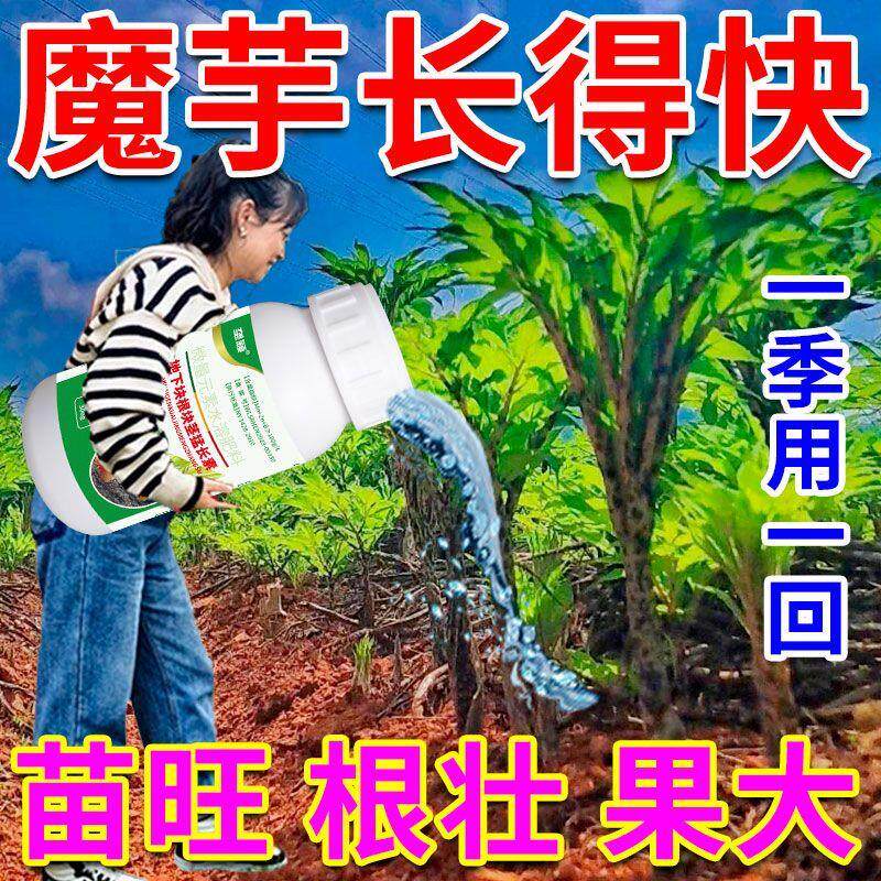 魔芋专用提苗暴长剂膨大素生根壮苗控旺防死棵抗根腐肥料增产增收