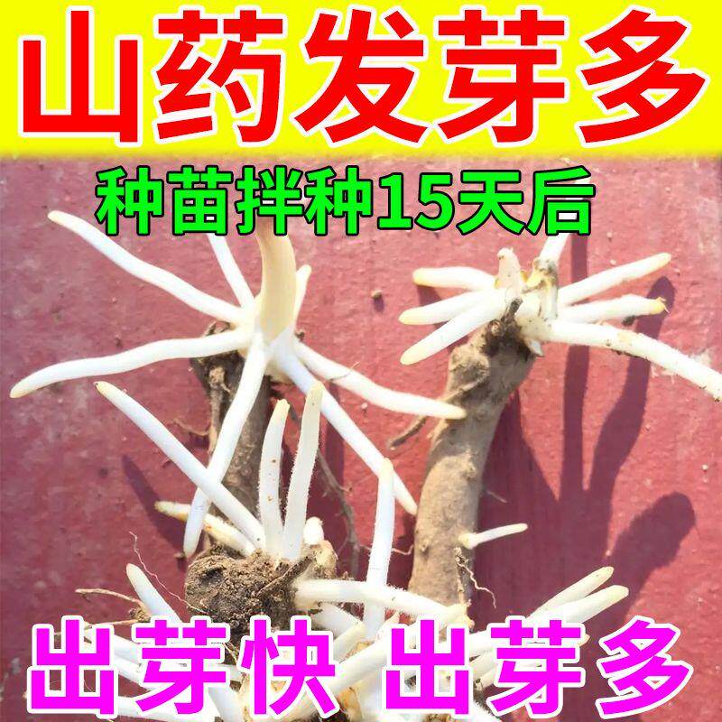 山药芽壮苗防病防虫增产拌种剂