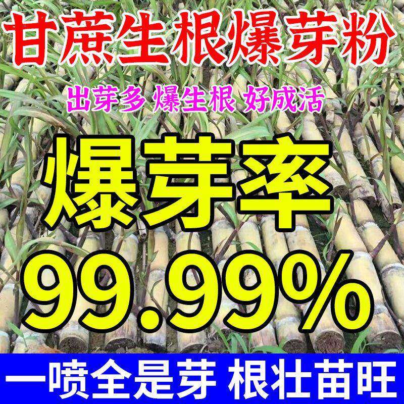 甘蔗专用生根剂快速生根壮苗剂催芽爆根爆芽专用生根粉发芽岔头多