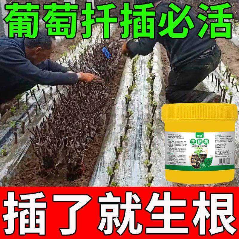 葡萄扦插移栽速生根生根液