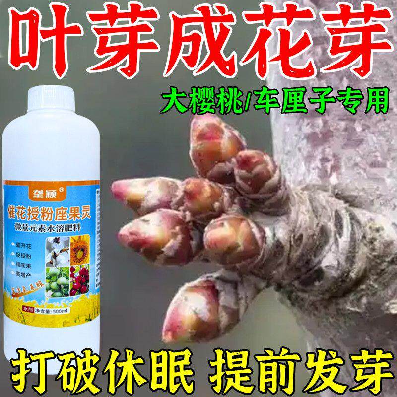 大樱桃点叶芽变花芽药花芽分宝果树花芽分化叶面肥樱桃催花坐果素