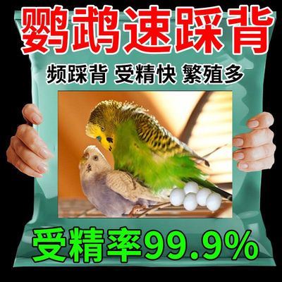 公鹦鹉不踩背母鹦鹉繁殖专用