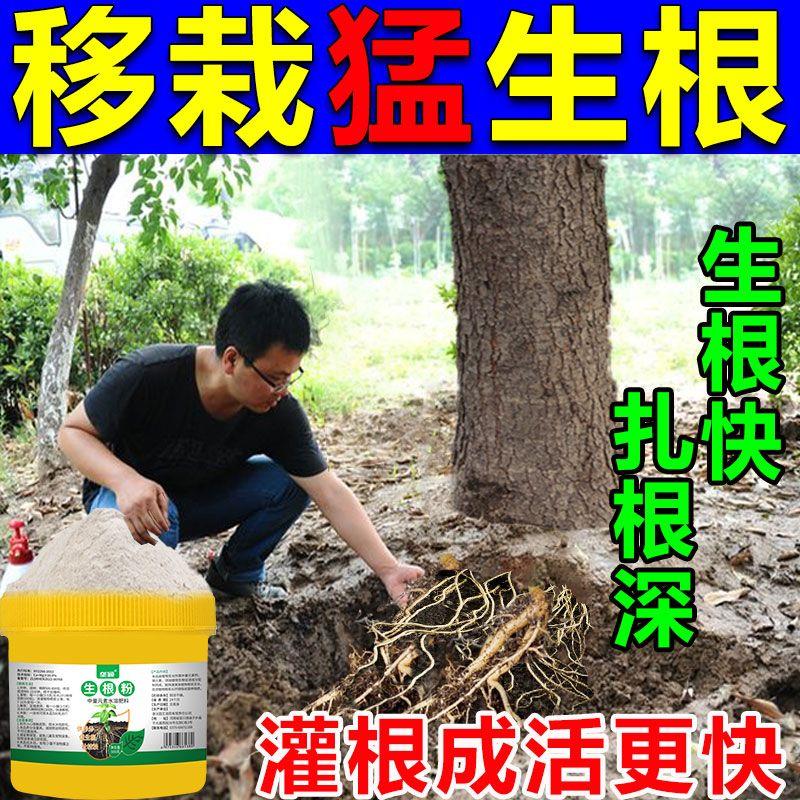 果树大树移栽扦插速生根粉