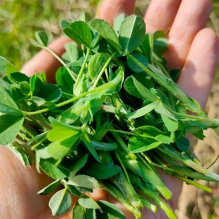 新鲜苜蓿野菜陕西现摘蔬菜头茬苜蓿当季嫩芽食用山野菜草头