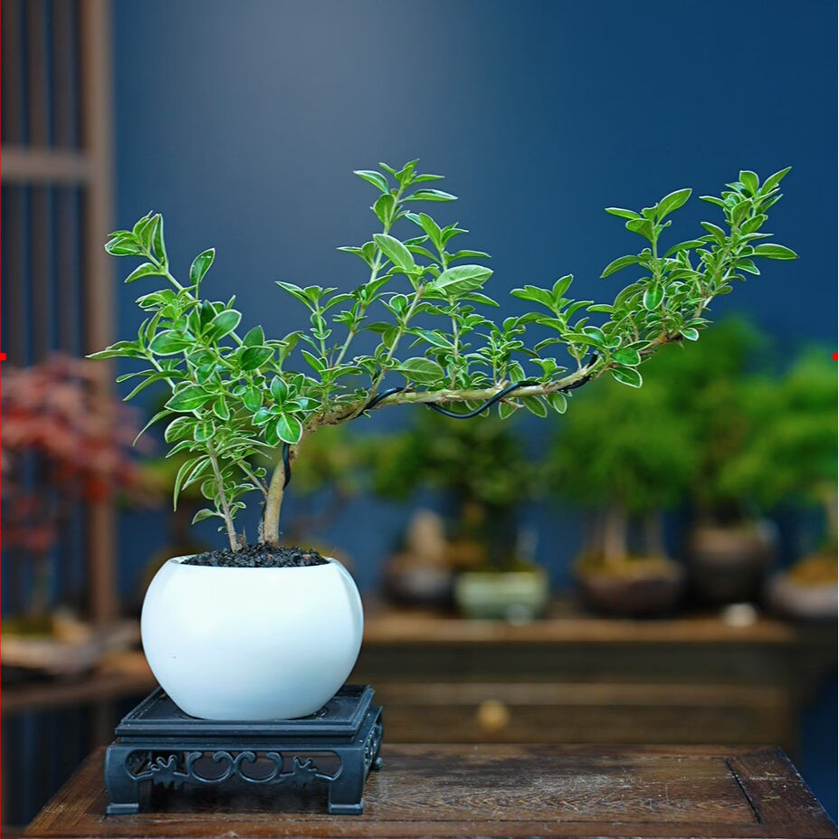 提根造型六月雪盆景小盆栽微型造型实物禅意小美庭院四季常青绿植