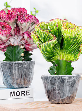 多肉植物玉春风盆栽仙人掌彩春风盆栽室内客厅花卉春风绿植