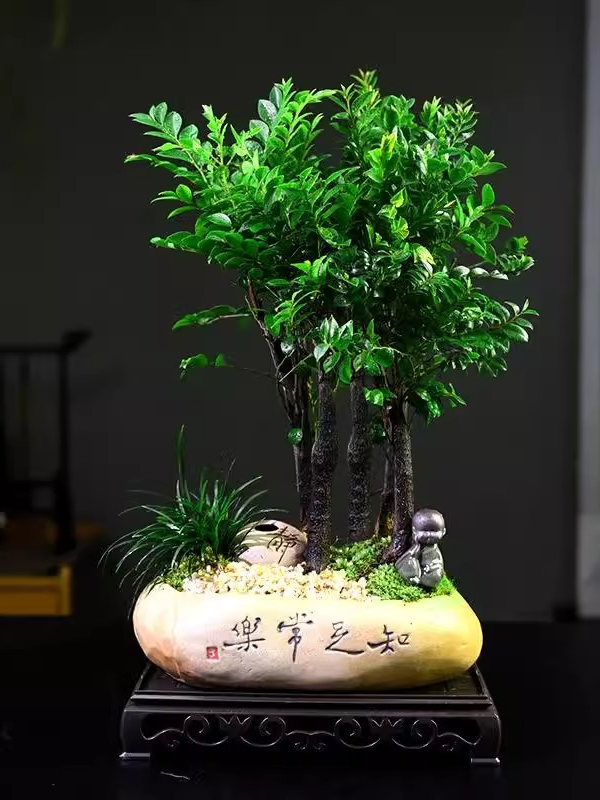 小叶紫檀盆景老桩盆栽树苗盆栽植物室内花卉办公室客厅小绿植好养