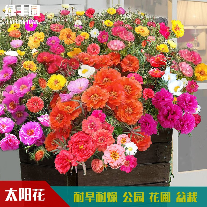 重瓣太阳花种子四季播种开花易活盆栽花卉室外庭院向阳松叶牡丹花