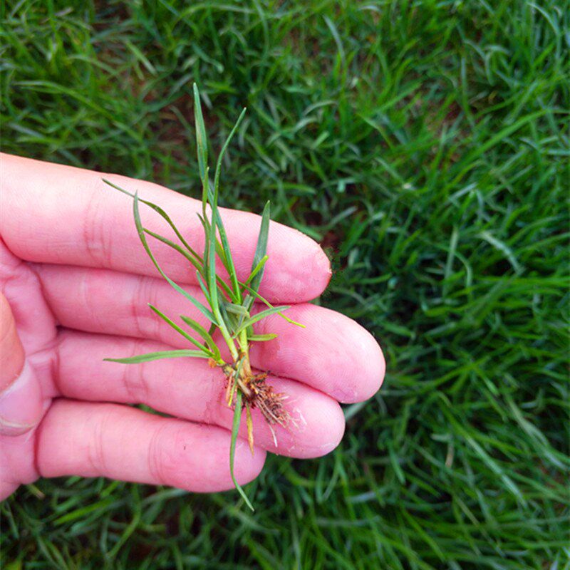 进口黑麦草草坪种子早熟禾高羊茅四季青护坡草籽狗牙根三叶草籽孑