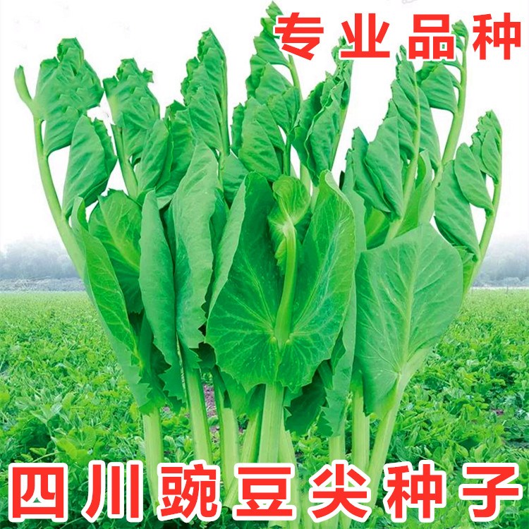 四川豌豆尖种子无须豌豆苗碗豆颠荷兰豆芽苗菜秋冬季田园蔬菜籽孑-封面