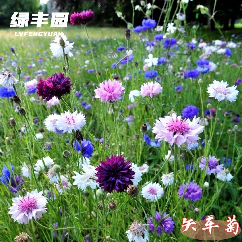 菊花种子花籽矢车菊花种天人菊麦秆菊籽四季播种阳台庭院易活盆栽