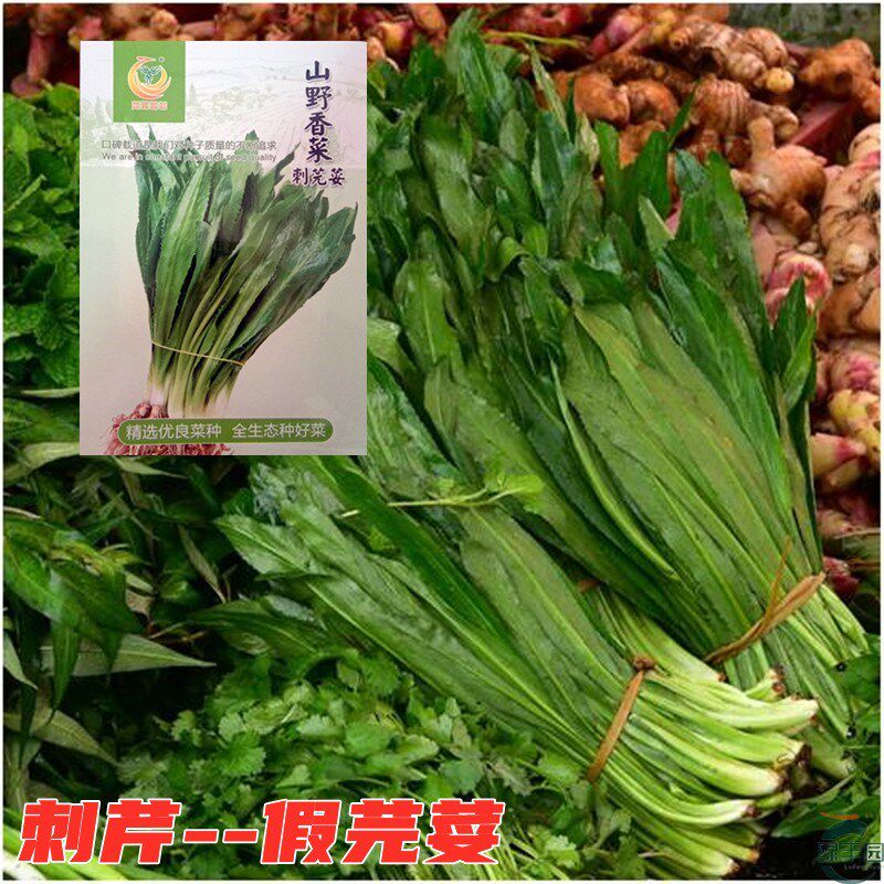 大芫荽种子缅甸香菜芫荽刺芹籽山野大香菜野菜种籽云南刺芫荽种孑