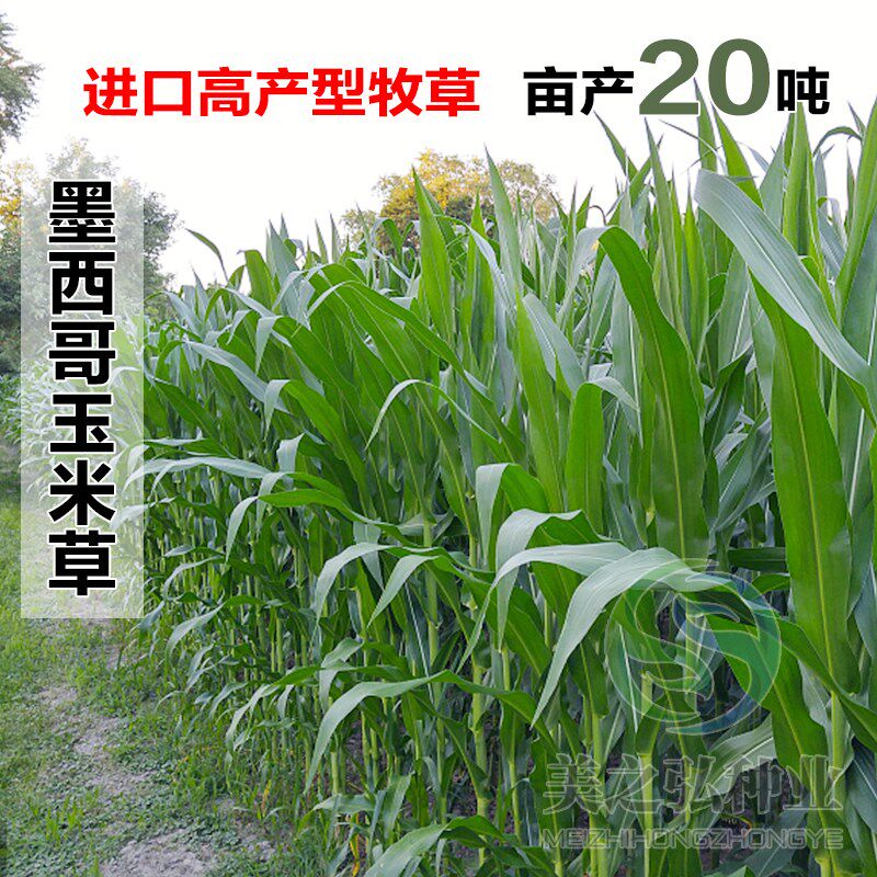 再生高产墨西哥玉米草种籽秸秆型牧草种子畜牧牛羊猪鱼鸡鸭鹅爱吃