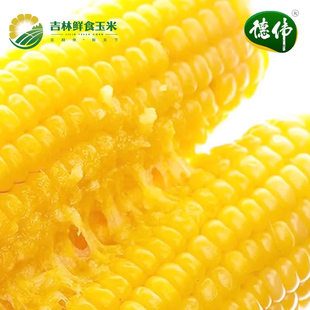 德伟玉米糯玉米玉米粒新鲜玉米糯玉米东北苞米真空