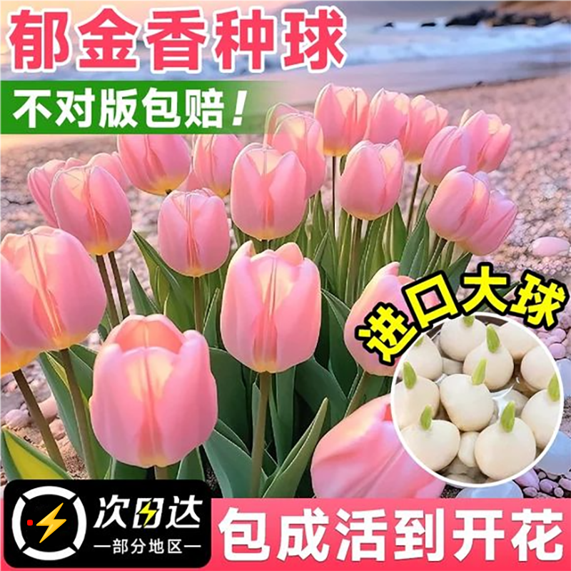 荷兰郁金香种球水培植物室内阳台盆栽种子好养水仙花卉成品鲜花苗