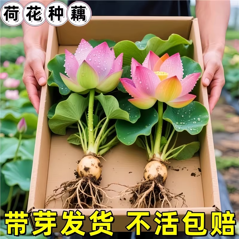 观赏荷花藕种藕苗花园花卉绿植盆栽睡莲水培鲜花植物高产食用莲藕
